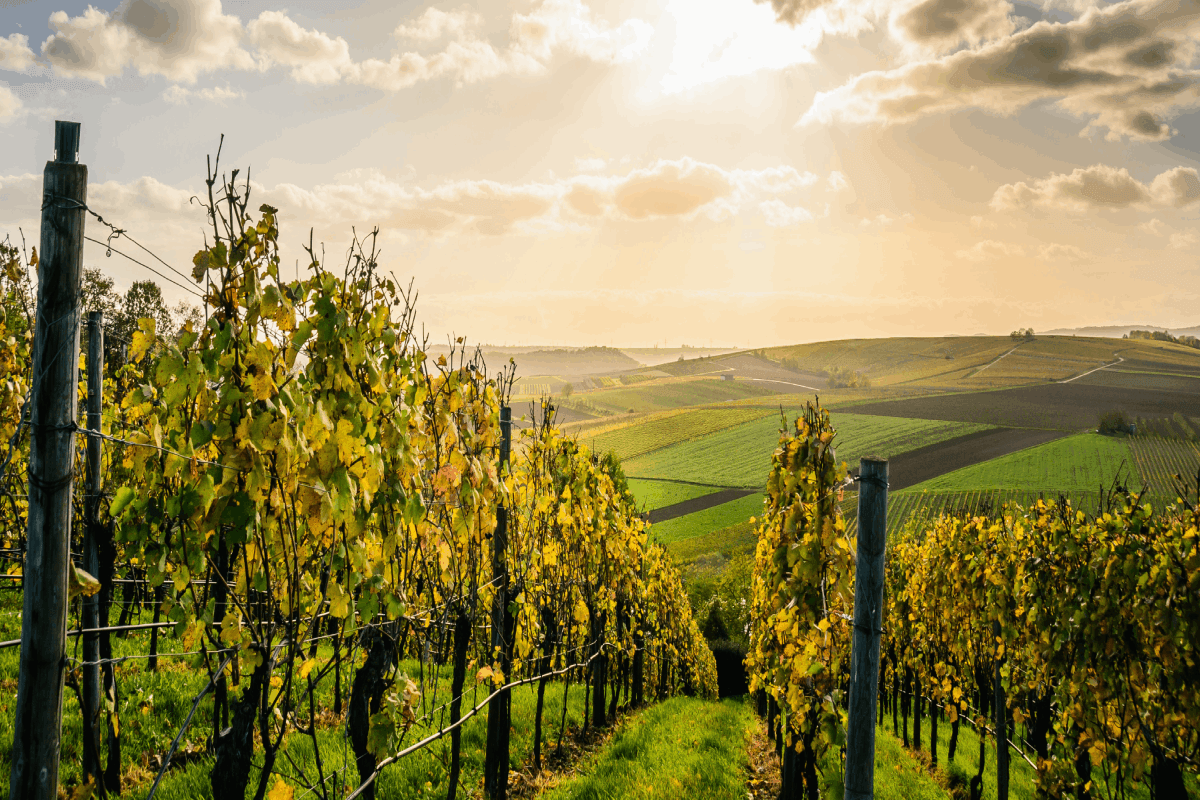 Bordeaux wineyards largest in france