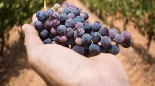 grapes in palm centre of wineyard